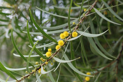 Acacia neriifolia
